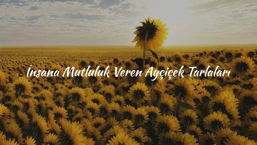 10+ İnsana Mutluluk Veren Ayçiçek Tarlaları
