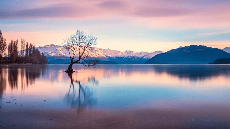 500px.com'da Ronnie Li tarafından Wanaka tree